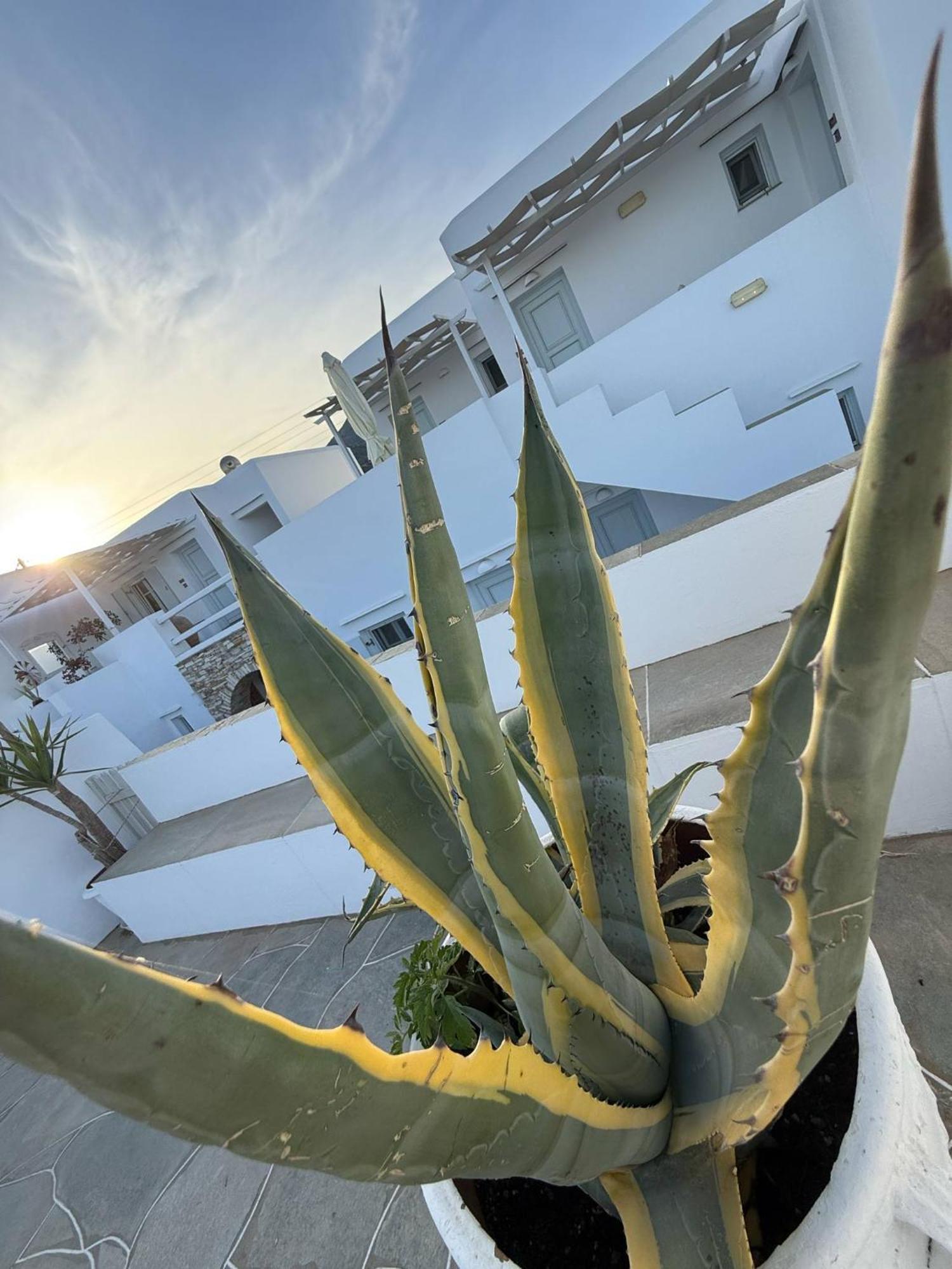 Kohylia Beach Guest House Platis Gialos  Dış mekan fotoğraf